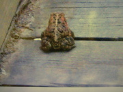 31st May 2022 - A slow moving toad 