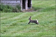 31st May 2022 - Run rabbit run rabbit run run run