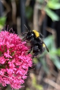 31st May 2022 - Busy bee