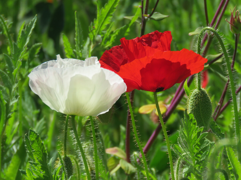 Photogenic Poppies by seattlite