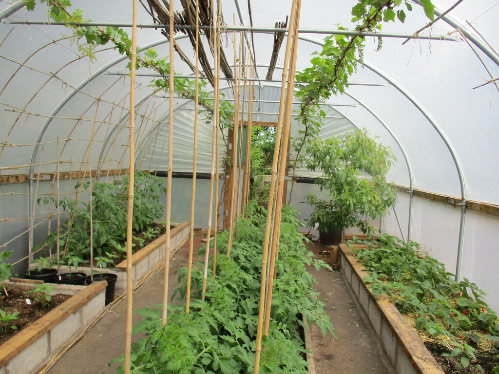 Food growing in polytunnel. by grace55