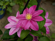 31st May 2022 - New Clematis