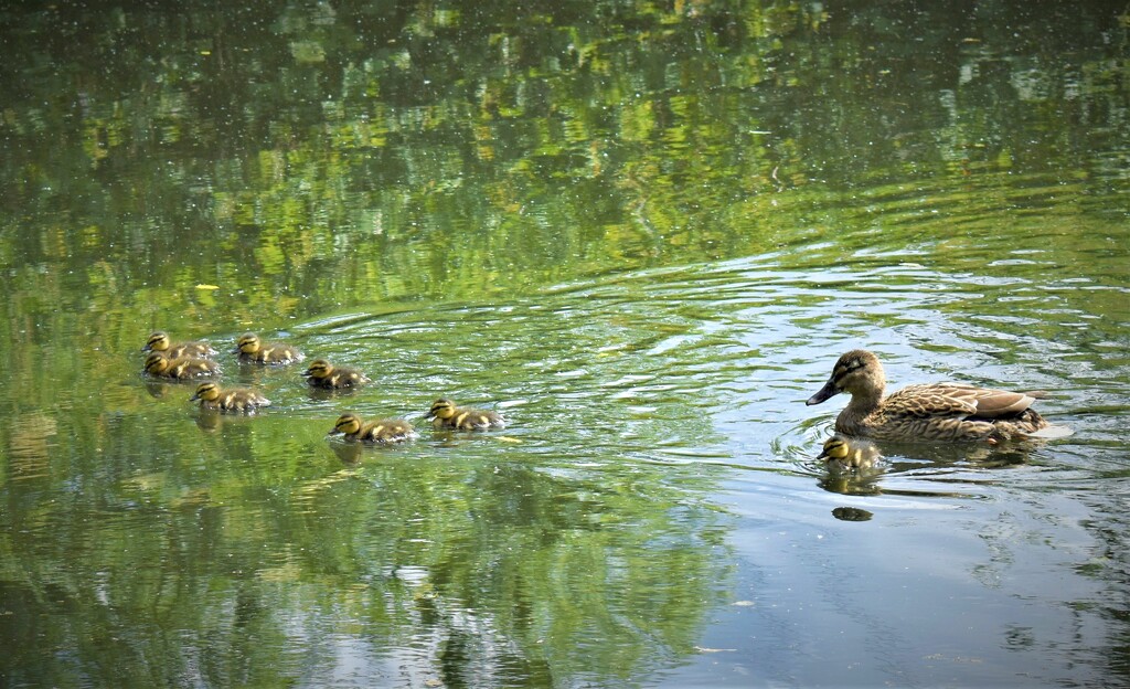 Mummy duck with her many ducklings... by anitaw