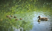 31st May 2022 - Mummy duck with her many ducklings...