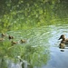 Mummy duck with her many ducklings... by anitaw