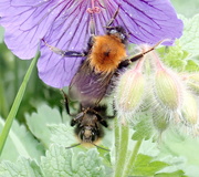 30th May 2022 - The Bumbles