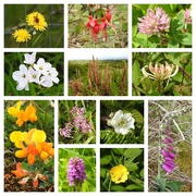 16th May 2022 - Wild Flowers on the Kerry Way