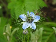 31st May 2022 - Nigella........or Love-in-a-Mist 