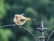 29th May 2022 - Baby Goldfinch