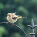 Baby Goldfinch by mumswaby