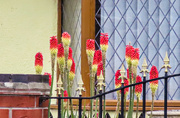 28th May 2022 - Red Hot Pokers