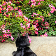 27th May 2022 - Jack's Taking Time To Smell The Flowers