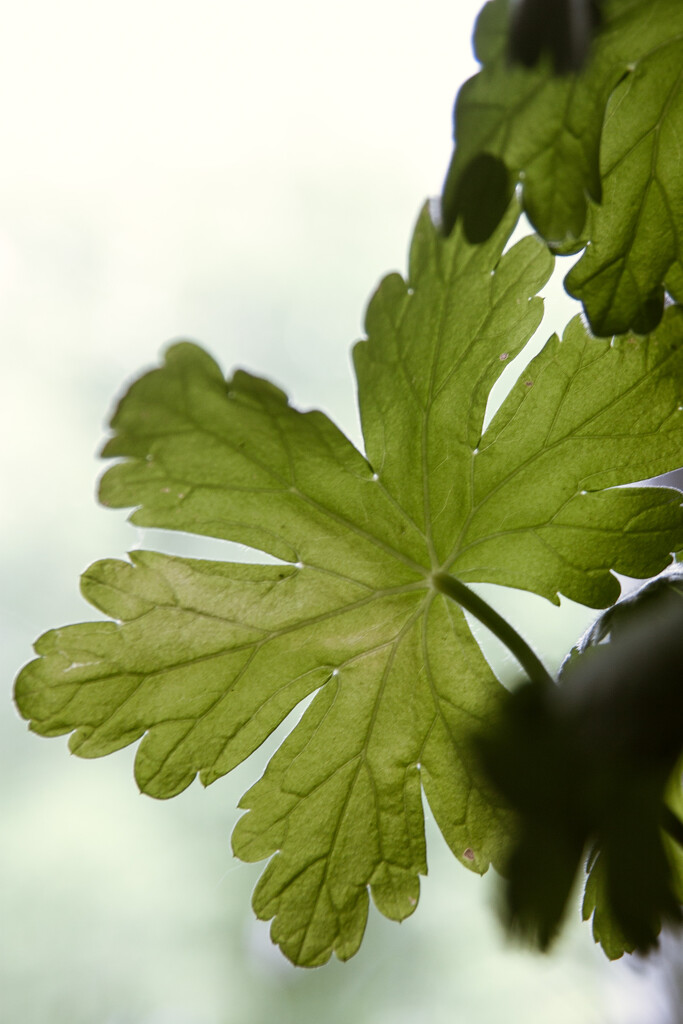 Geranium leaf by daryavr
