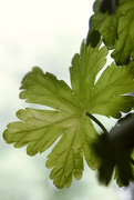 31st May 2022 - Geranium leaf