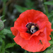 Poppy & bees by parisouailleurs