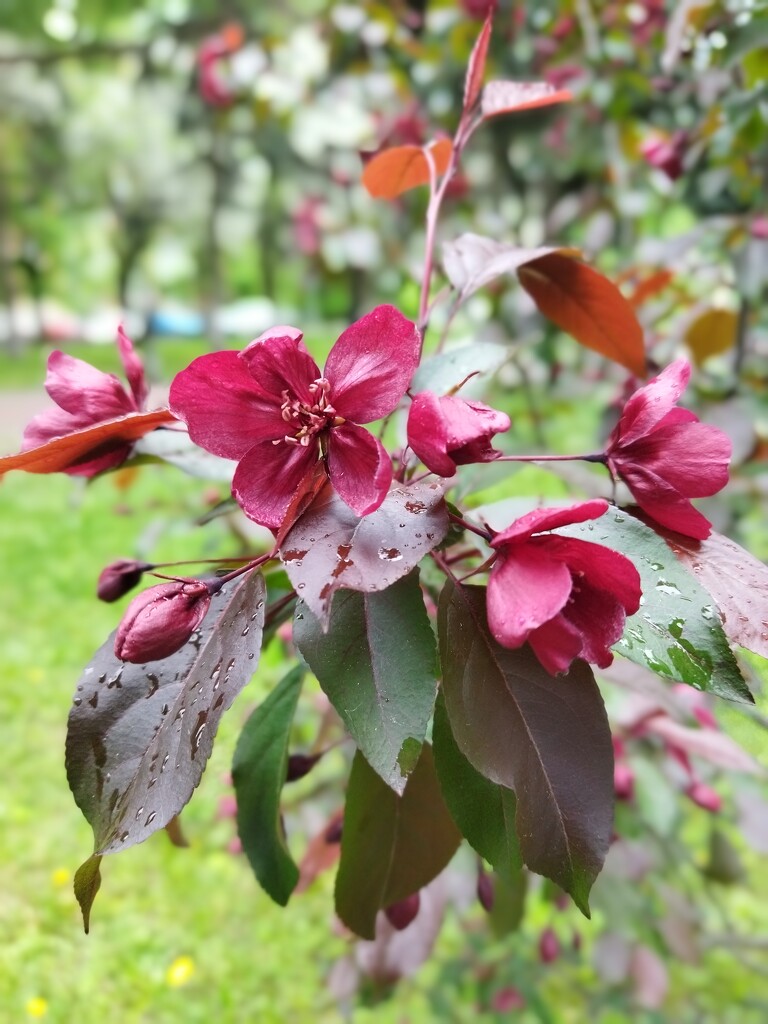 Apple tree in flowering. by nyngamynga