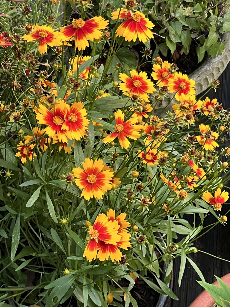 Golden-mane coreopsis by congaree