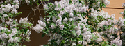 31st May 2022 - Lilac blooms