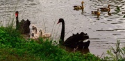 1st Jun 2022 -   Another Swan Family Photo ~ 