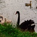   Another Swan Family Photo ~  by happysnaps
