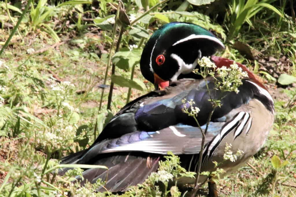 Handsome fellow I am. A Wood Duck I think by 365jgh