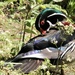 Handsome fellow I am. A Wood Duck I think by 365jgh