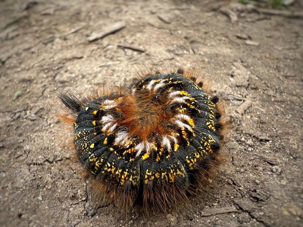 Caterpillar  by gaillambert