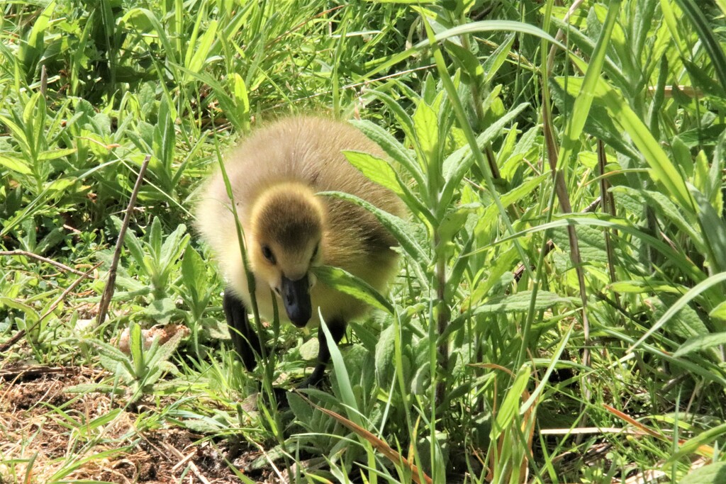 We couldn't understand why the Canada Goose started hissing at us as we walked along the path. Then this little fellow popped out. Just being a protective parent.. by 365jgh
