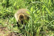 23rd May 2022 - We couldn't understand why the Canada Goose started hissing at us as we walked along the path. Then this little fellow popped out. Just being a protective parent..