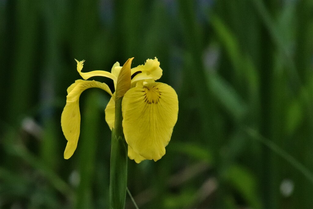 Yellow Iris by 365jgh