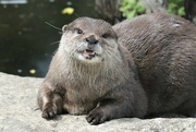 25th May 2022 - Resident otter at the Barnes Wetlands in London