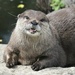 Resident otter at the Barnes Wetlands in London by 365jgh