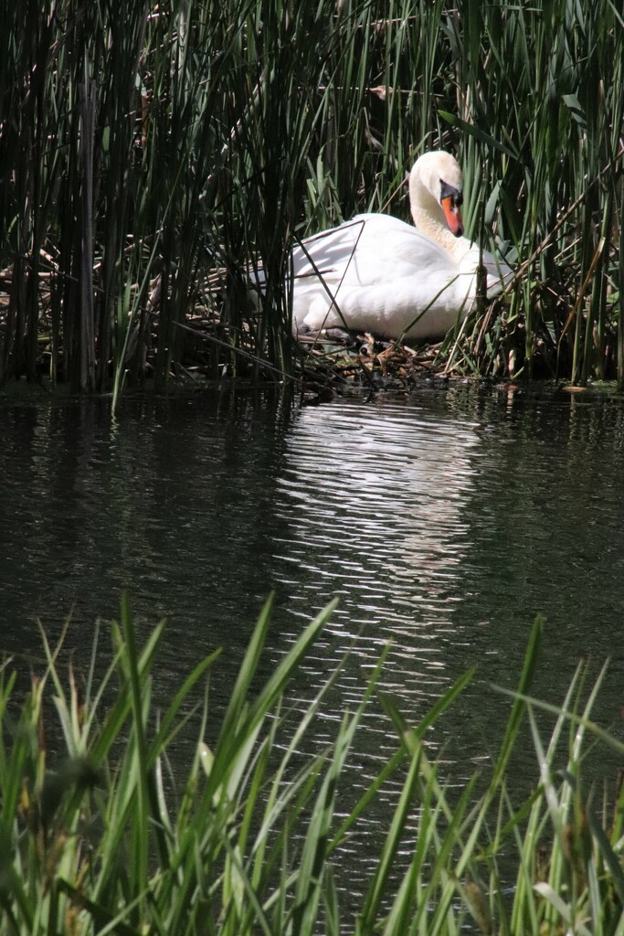 Nesting swan by 365jgh
