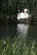 26th May 2022 - Nesting swan