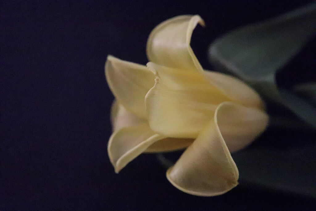 Tulip by 365jgh
