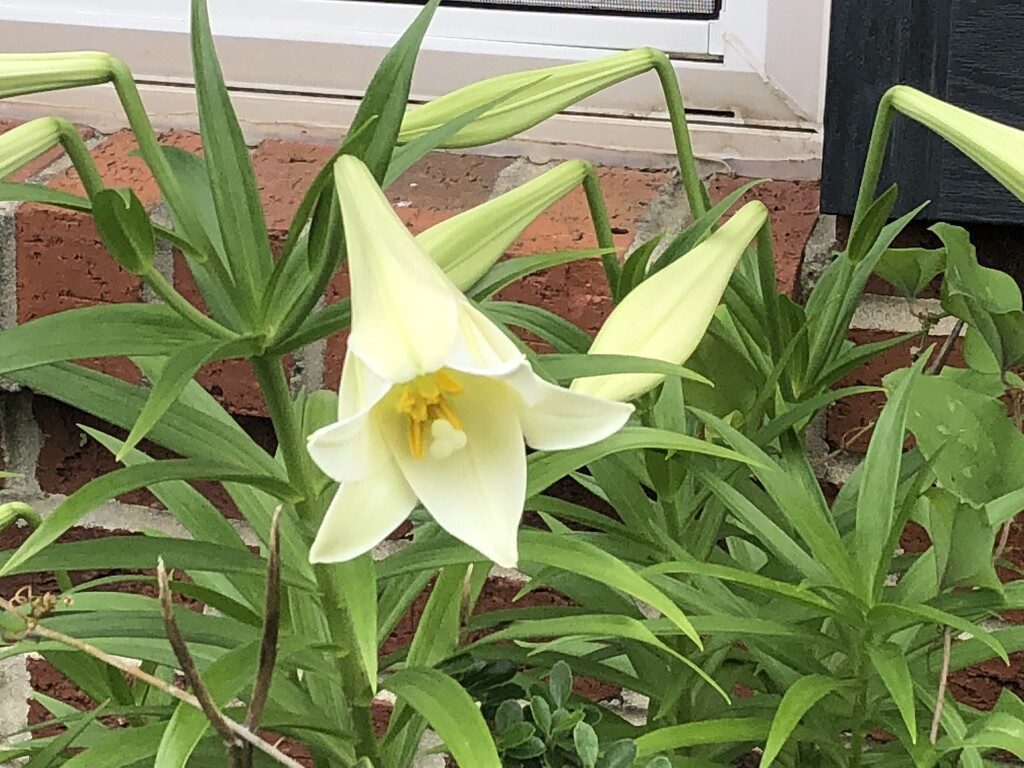 Another bloom open by homeschoolmom