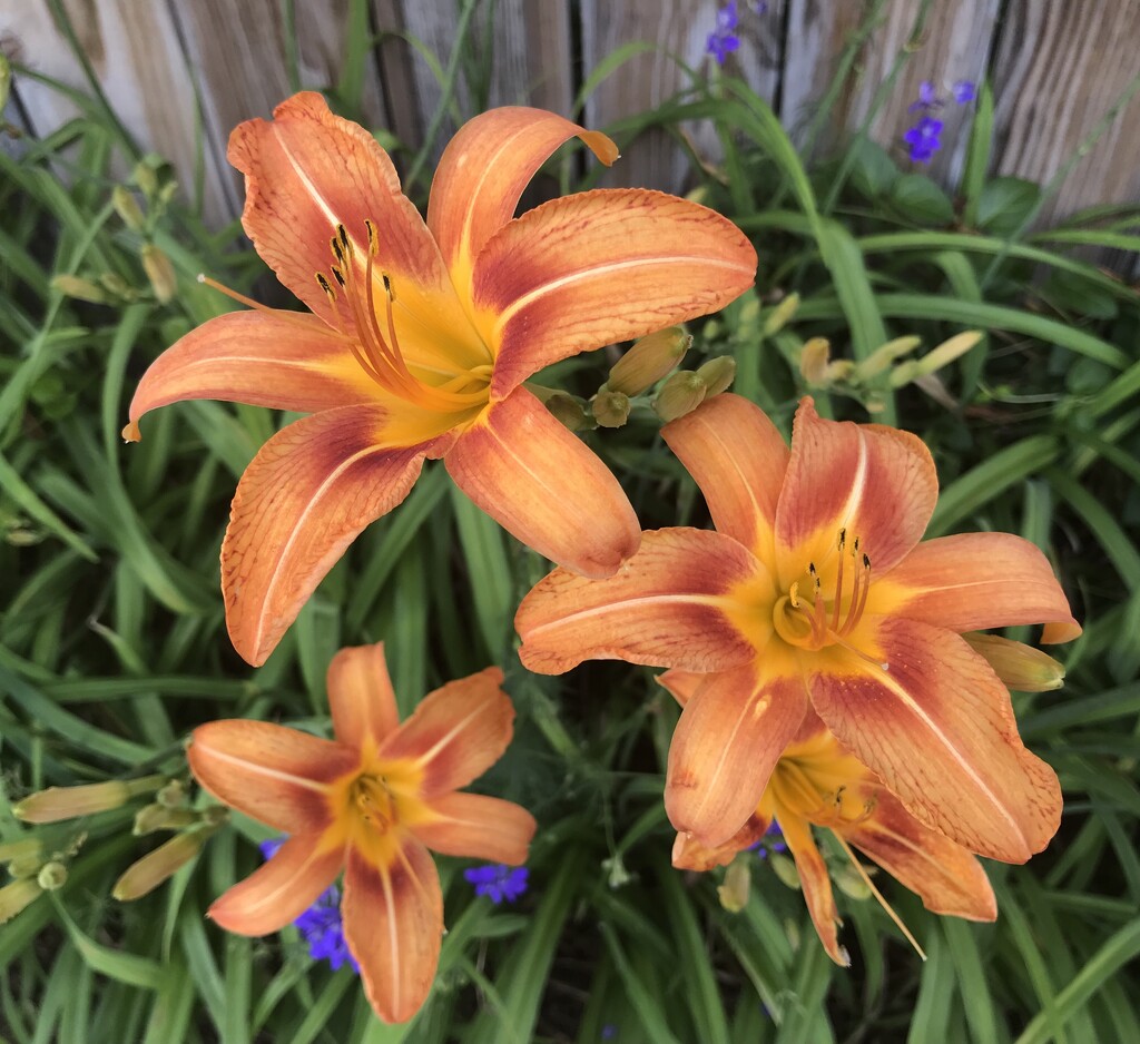 Day Lilies by allie912