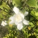 Gardenia bush