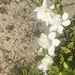 Half gardenia