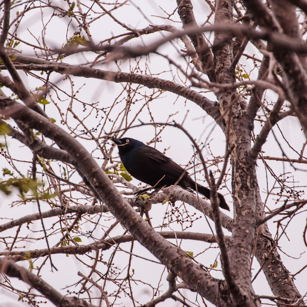 grackle by aecasey