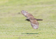 26th Apr 2022 - NZ Falcon stretching its wings