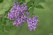 31st May 2022 - Lilacs