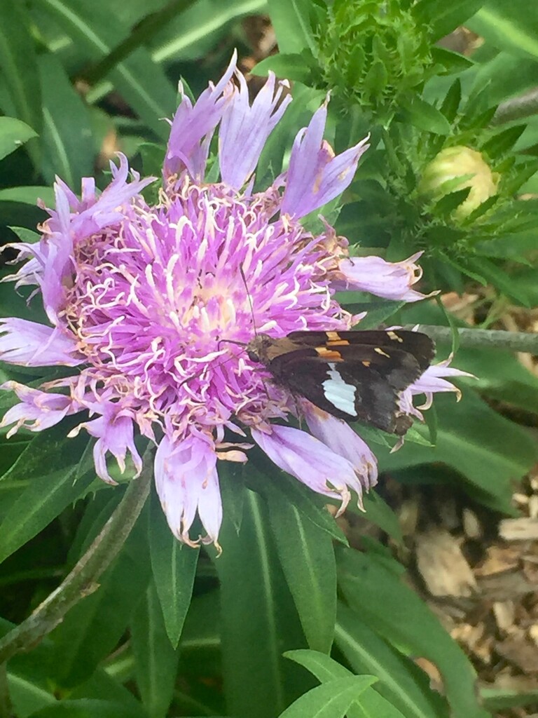 Pollinator by margonaut
