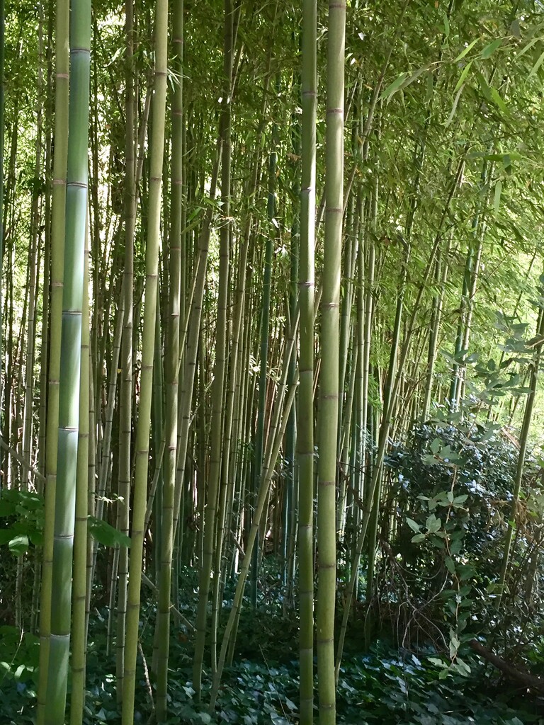 Bamboo invasion by margonaut