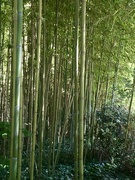 29th May 2022 - Bamboo invasion