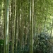Bamboo invasion by margonaut