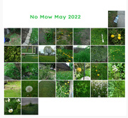 31st May 2022 - No Mow May