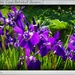 Purple Iris by madamelucy
