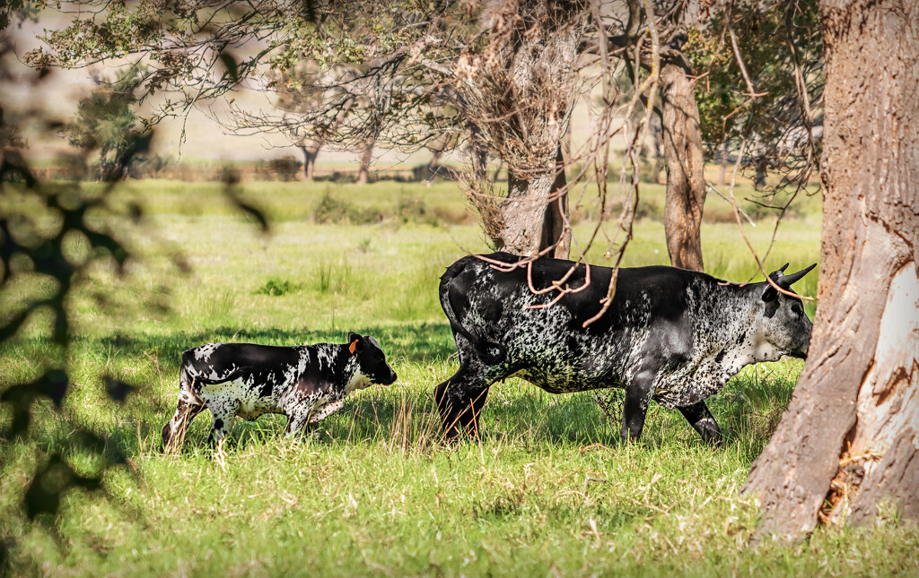 A Nguni mum and calf by ludwigsdiana