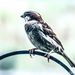 Bird on a wire  by stuart46